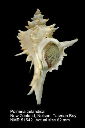 Poirieria zelandica.jpg - Poirieria zelandica(Quoy & Gaimard,1833)